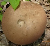 Tylopilus rubrobrunneus image