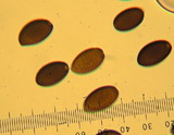 Psathyrella atrospora image