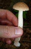 Leccinellum albellum image