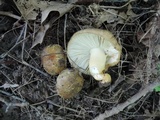 Russula pulverulenta image