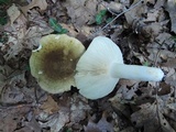 Russula variata image