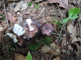 Russula viscida image