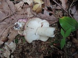 Russula viscida image