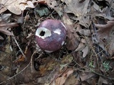 Russula viscida image