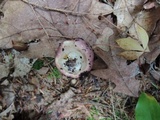 Russula viscida image