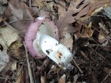 Russula viscida image