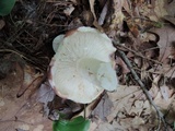 Russula viscida image