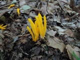 Clavulinopsis fusiformis image