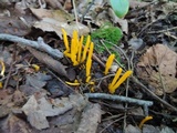 Clavulinopsis fusiformis image