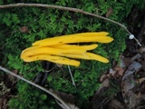 Clavulinopsis fusiformis image