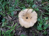 Lactarius psammicola image