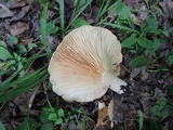 Lactarius psammicola image