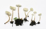 Cystolepiota seminuda image