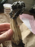 Hypomyces cervinigenus image