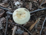 Russula grata image