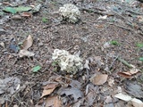 Polyporus umbellatus image
