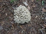 Polyporus umbellatus image