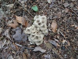 Polyporus umbellatus image