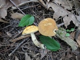 Leccinum luteum image