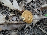 Leccinum luteum image