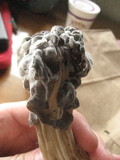 Hypomyces cervinigenus image