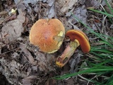 Suillellus subvelutipes image