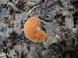 Suillellus subvelutipes image
