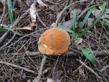 Suillellus subvelutipes image