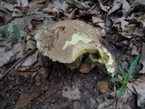 Butyriboletus taughannockensis image