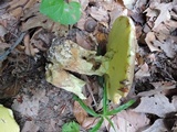 Butyriboletus taughannockensis image