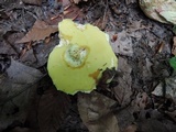 Butyriboletus taughannockensis image