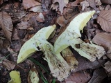 Butyriboletus taughannockensis image