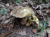 Butyriboletus taughannockensis image