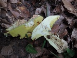 Butyriboletus taughannockensis image