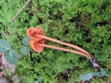 Entoloma quadratum image