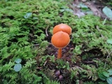 Entoloma quadratum image