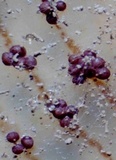 Aspergillus ochraceus image
