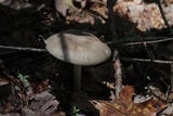 Megacollybia rodmanii image