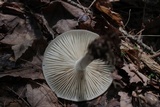 Megacollybia rodmanii image