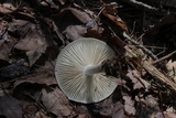 Megacollybia rodmanii image