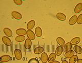 Pholiota spumosa image