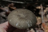 Megacollybia rodmanii image