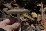 Megacollybia rodmanii image
