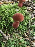 Baorangia bicolor image