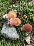 Baorangia bicolor image
