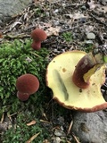 Baorangia bicolor image