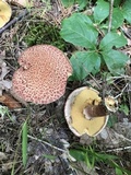 Suillus spraguei image