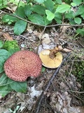 Suillus spraguei image