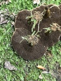 Coltricia cinnamomea image