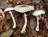 Agaricus vinosobrunneofumidus image